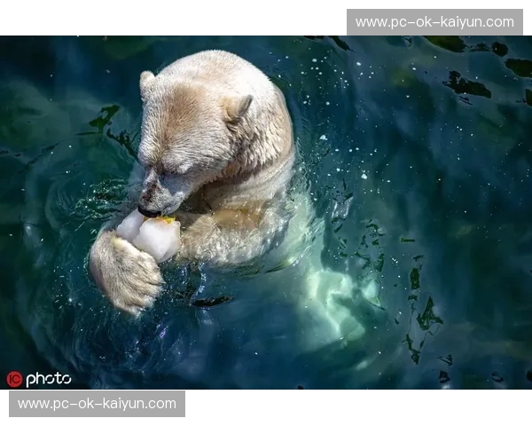 冰与火的碰撞：当俄罗斯“北极熊”遇上黑山“骁勇猎鹰”，谁才是东欧真正的王者？